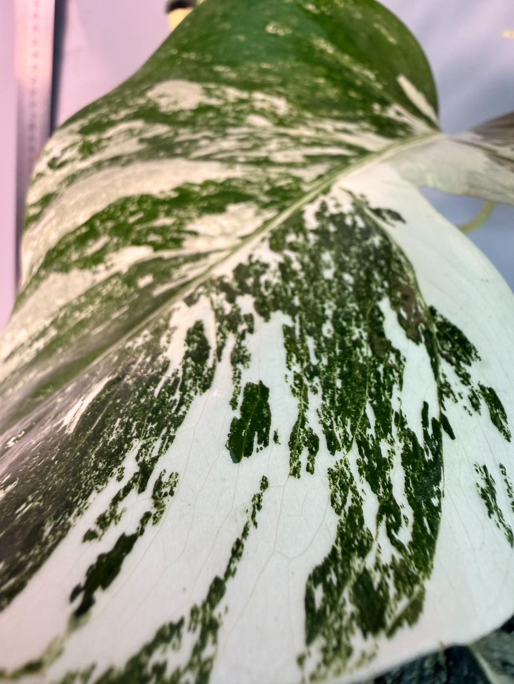Monstera  Albo Variegata 2