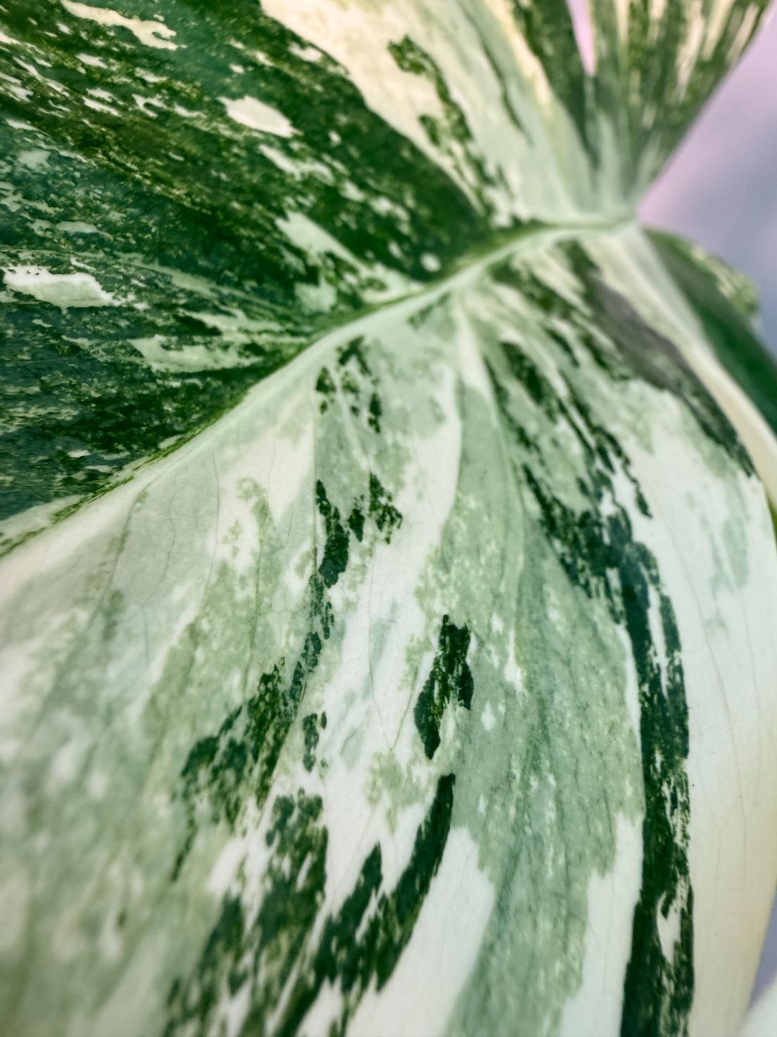 Monstera  Albo Variegata 5
