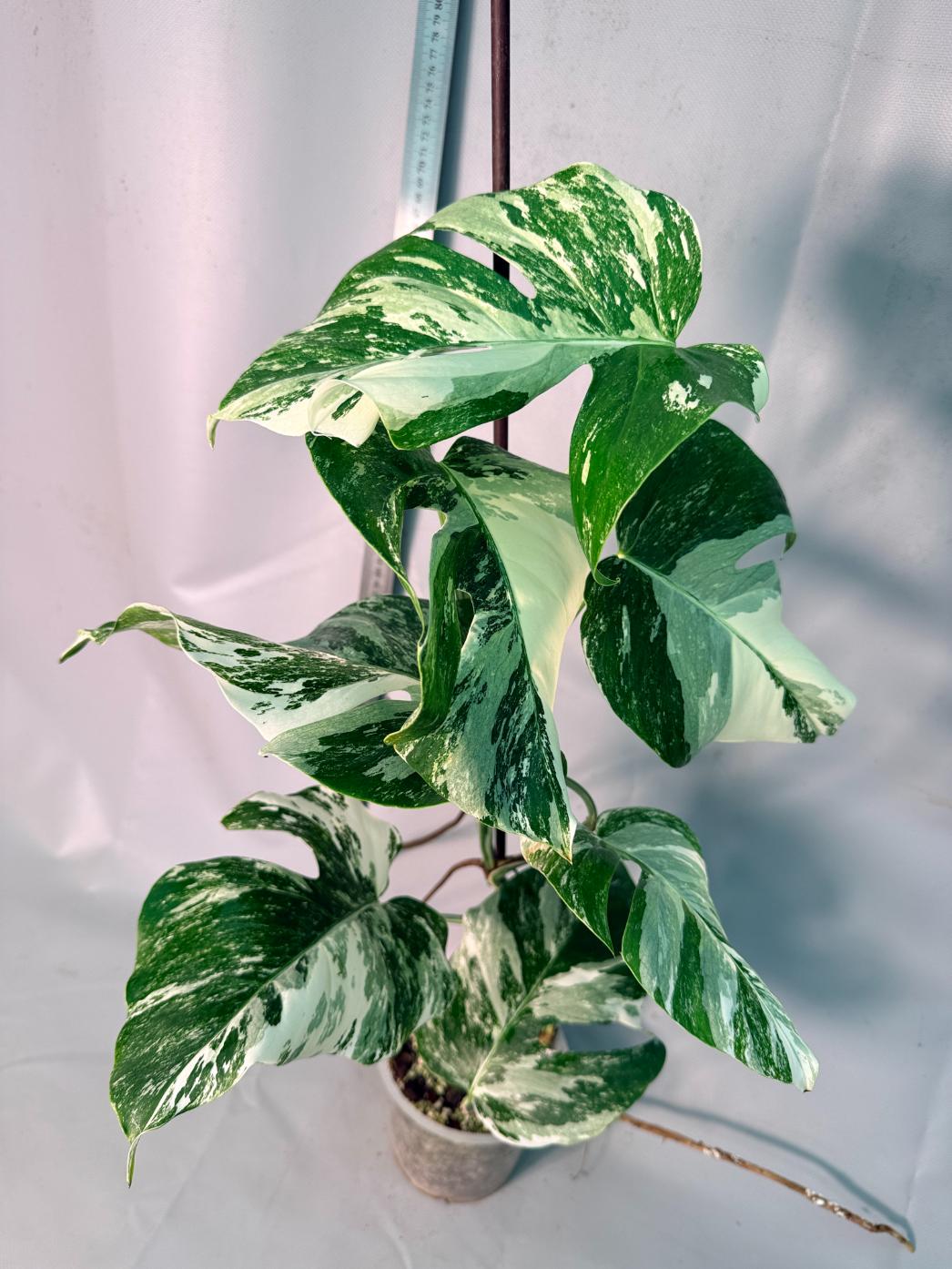 Monstera  Albo Variegata 10