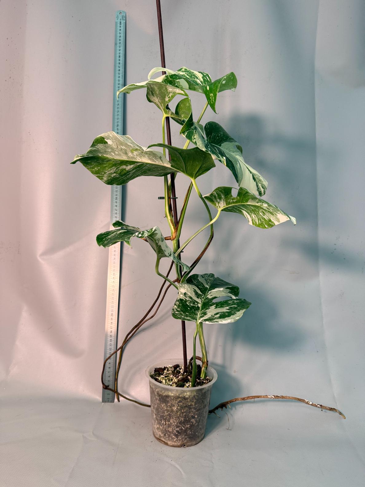 Monstera  Albo Variegata 11