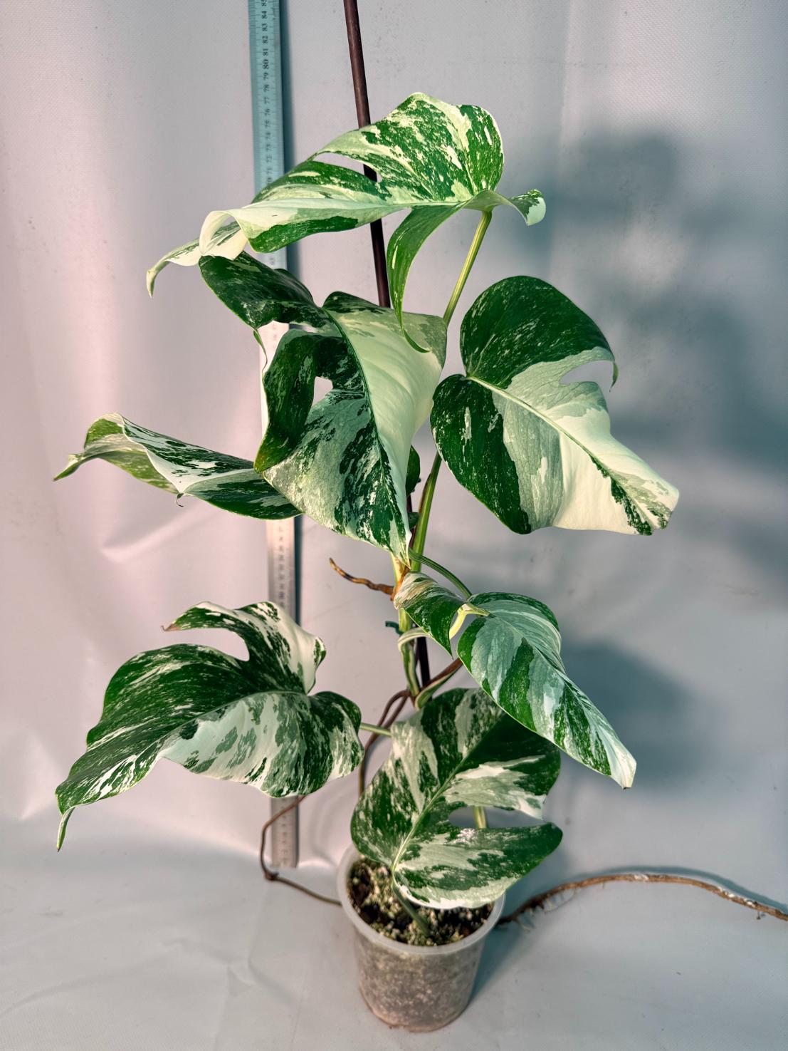 Monstera  Albo Variegata 1
