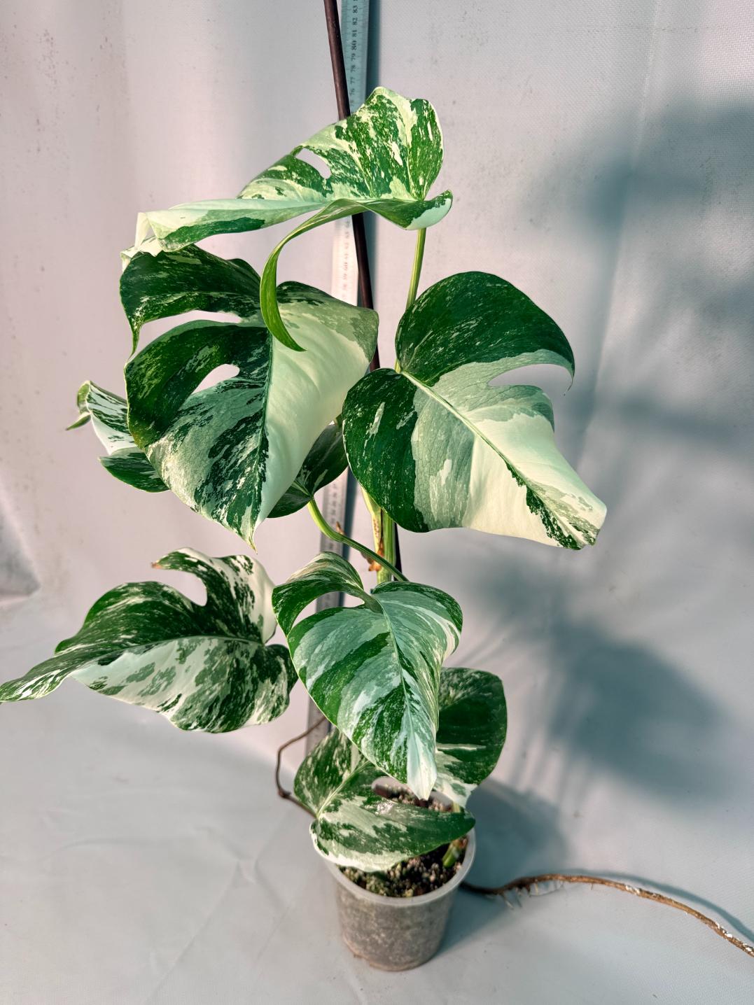 Monstera  Albo Variegata 12