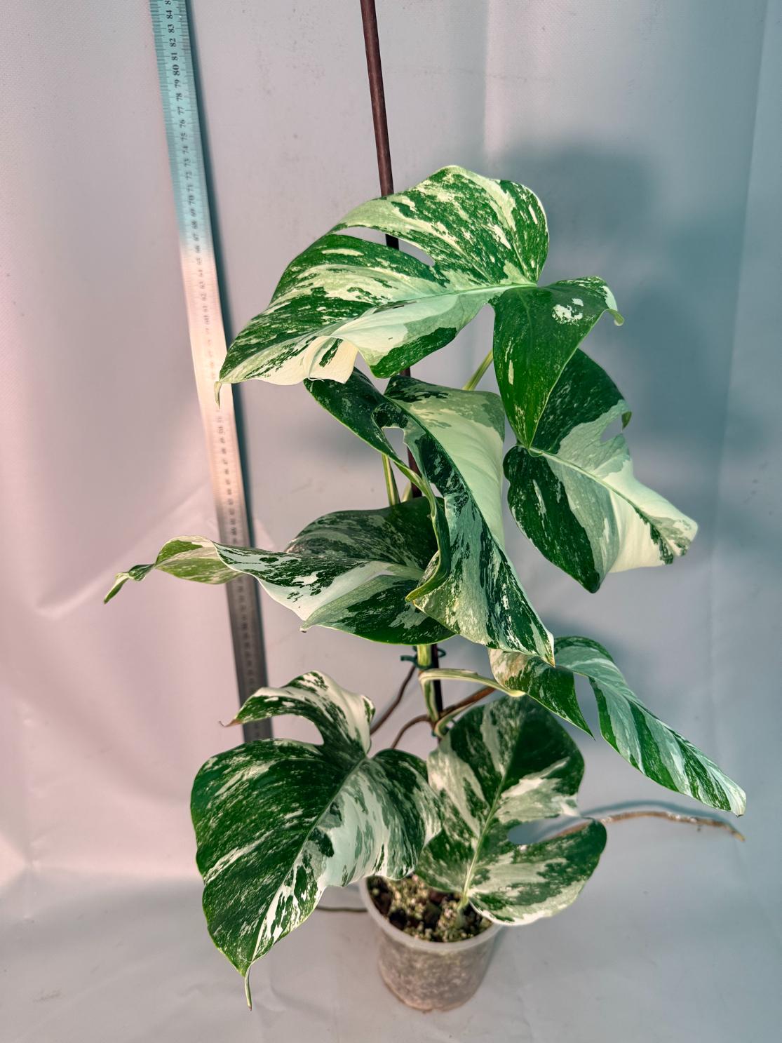 Monstera  Albo Variegata 13