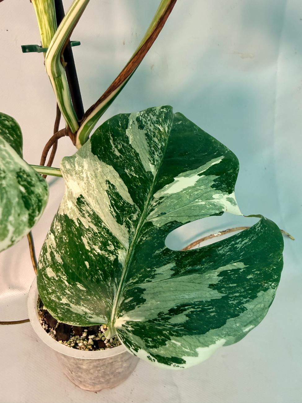 Monstera  Albo Variegata 14