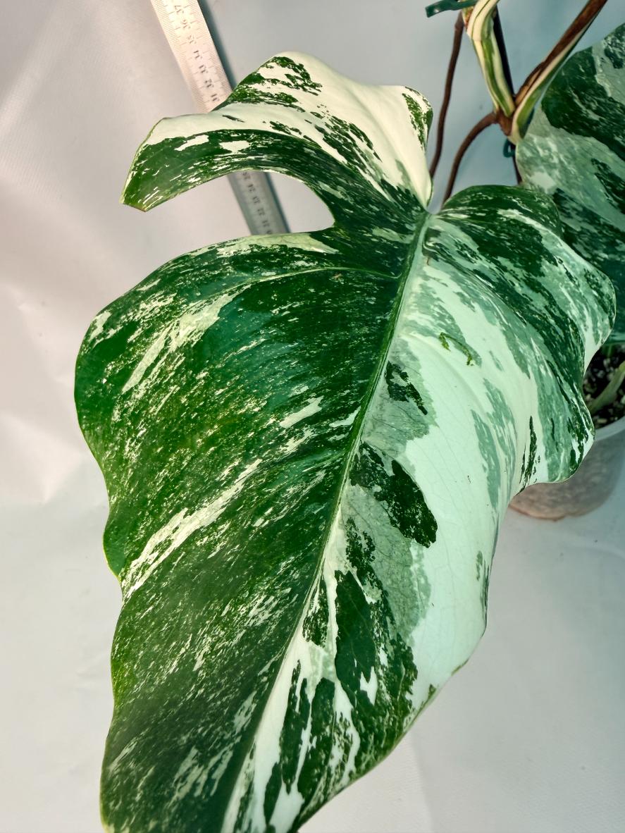 Monstera  Albo Variegata 3