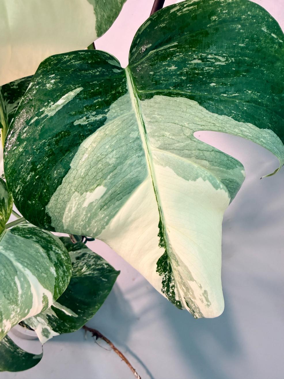 Monstera  Albo Variegata 9