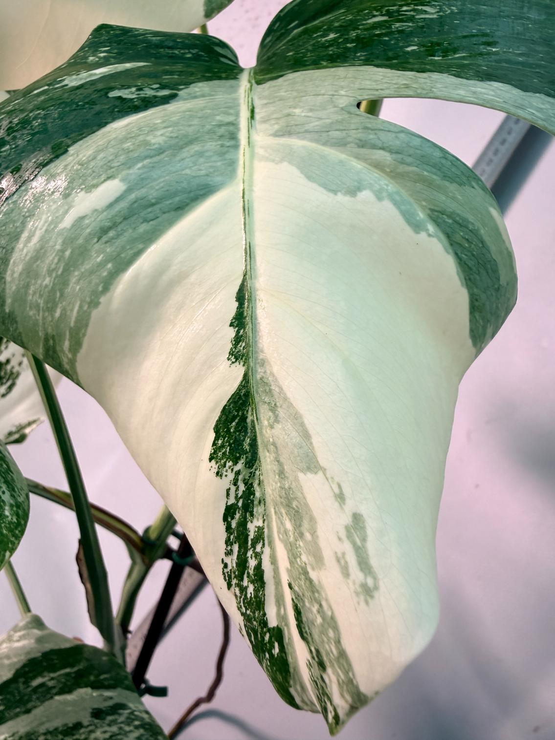 Monstera  Albo Variegata 4