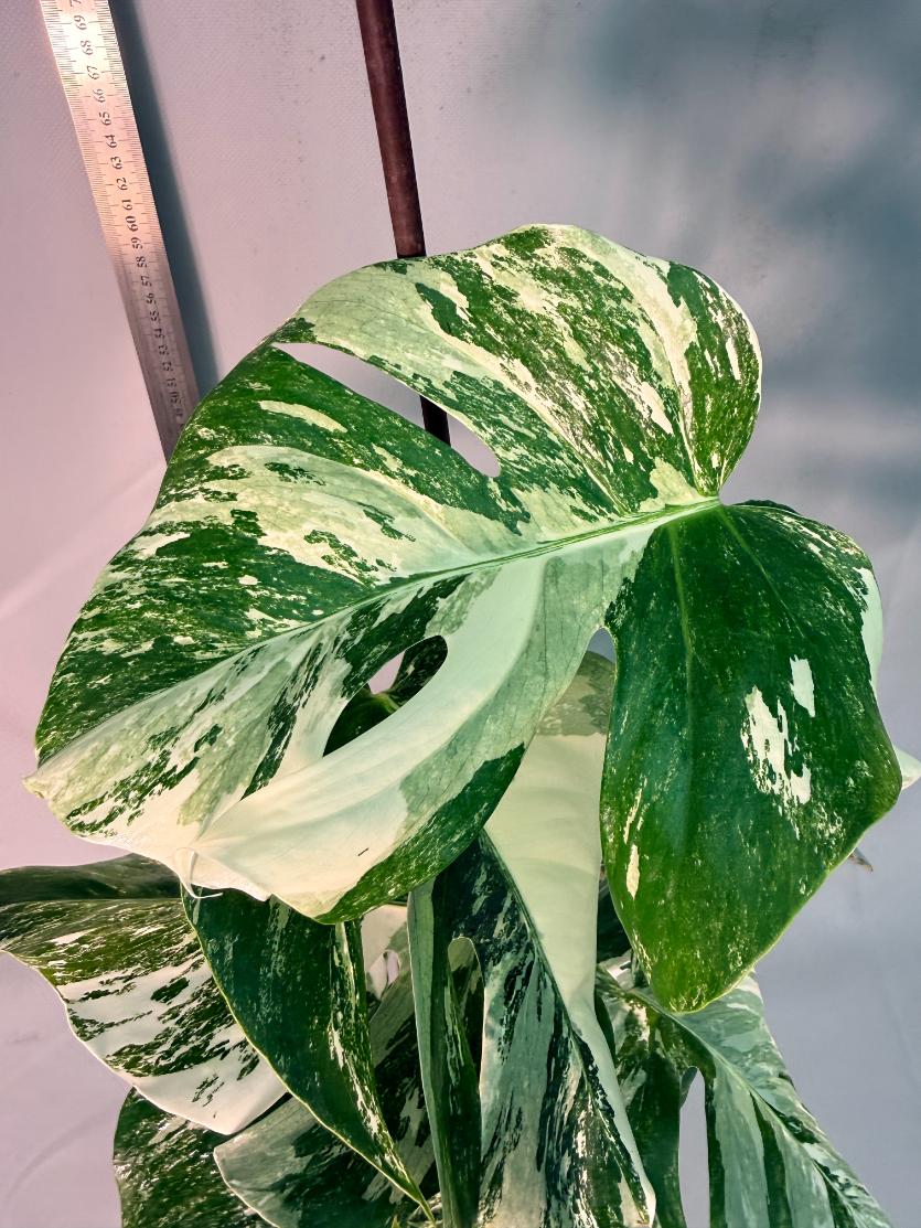 Monstera  Albo Variegata 6