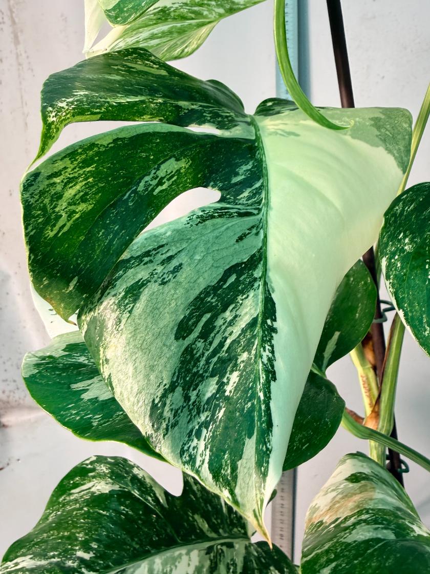 Monstera  Albo Variegata 7