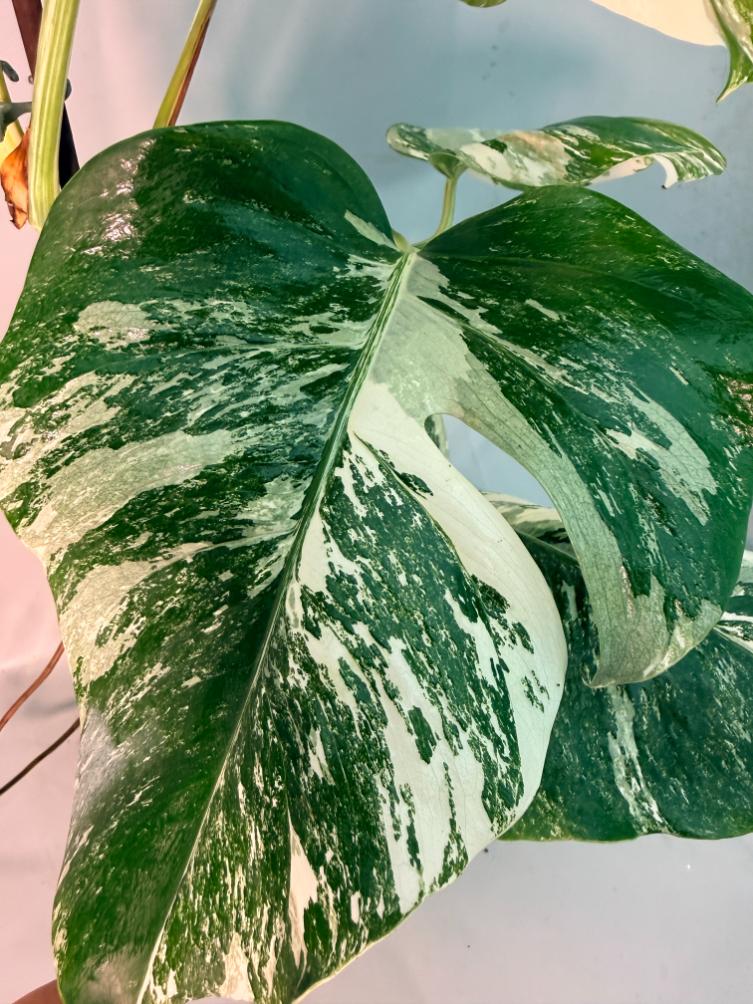 Monstera  Albo Variegata 8