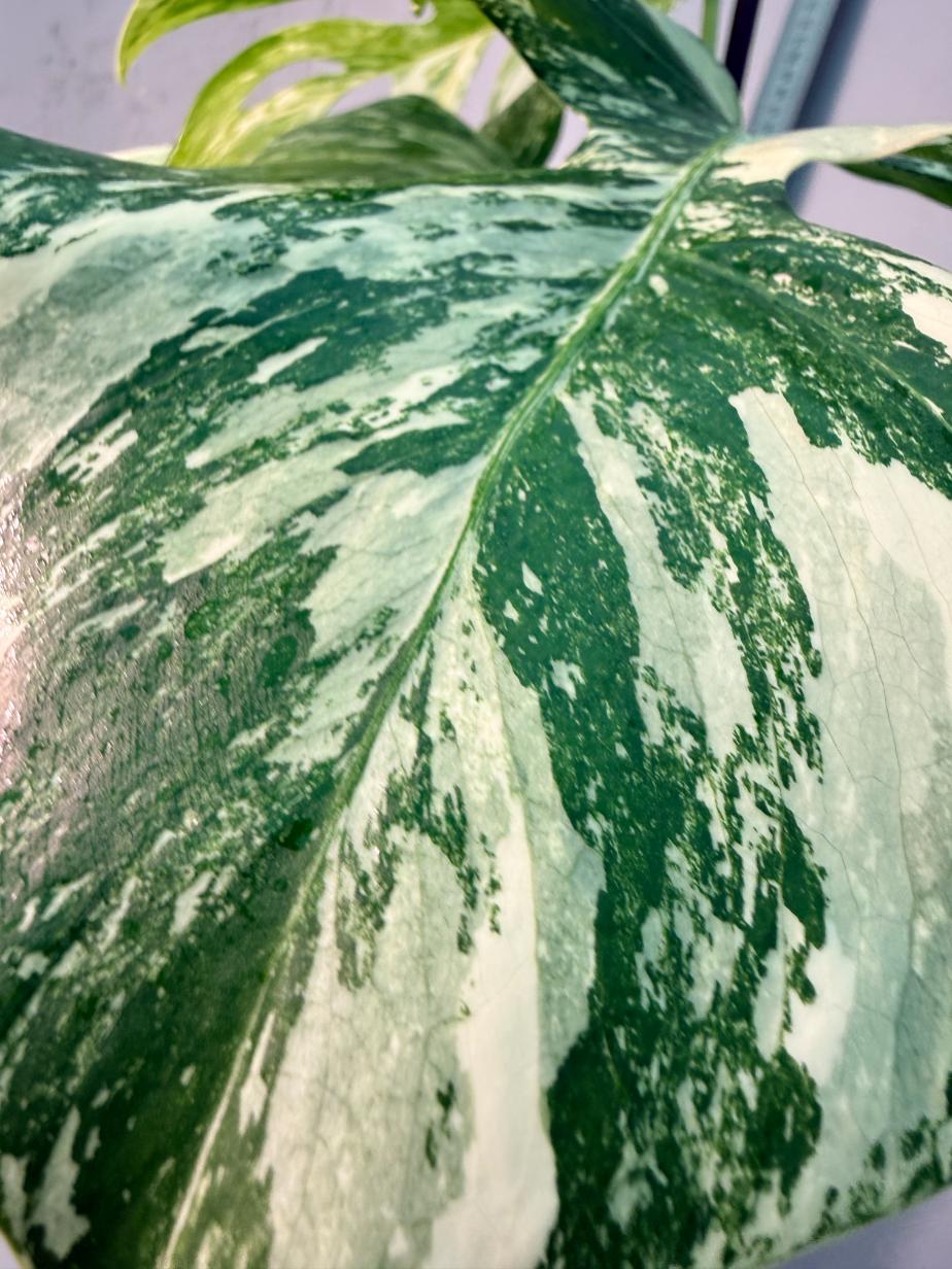 Monstera  Albo Variegata 2