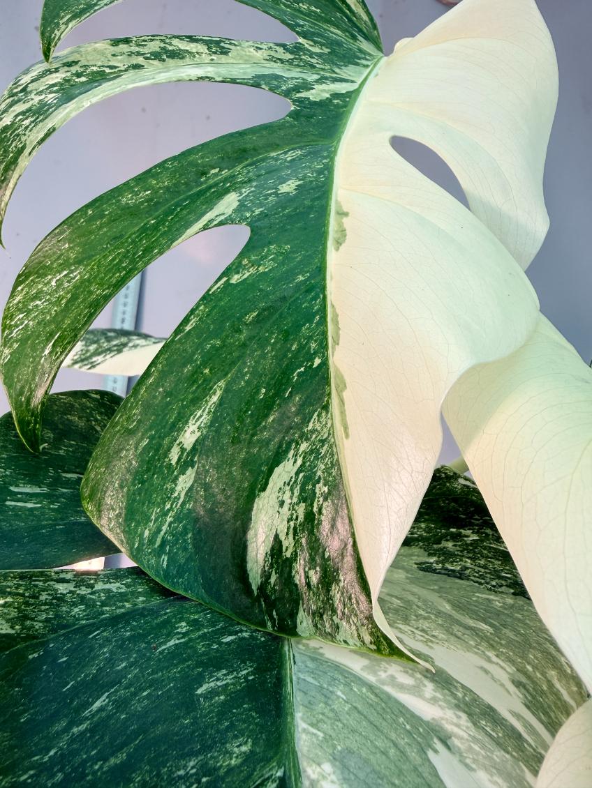 Monstera  Albo Variegata 14