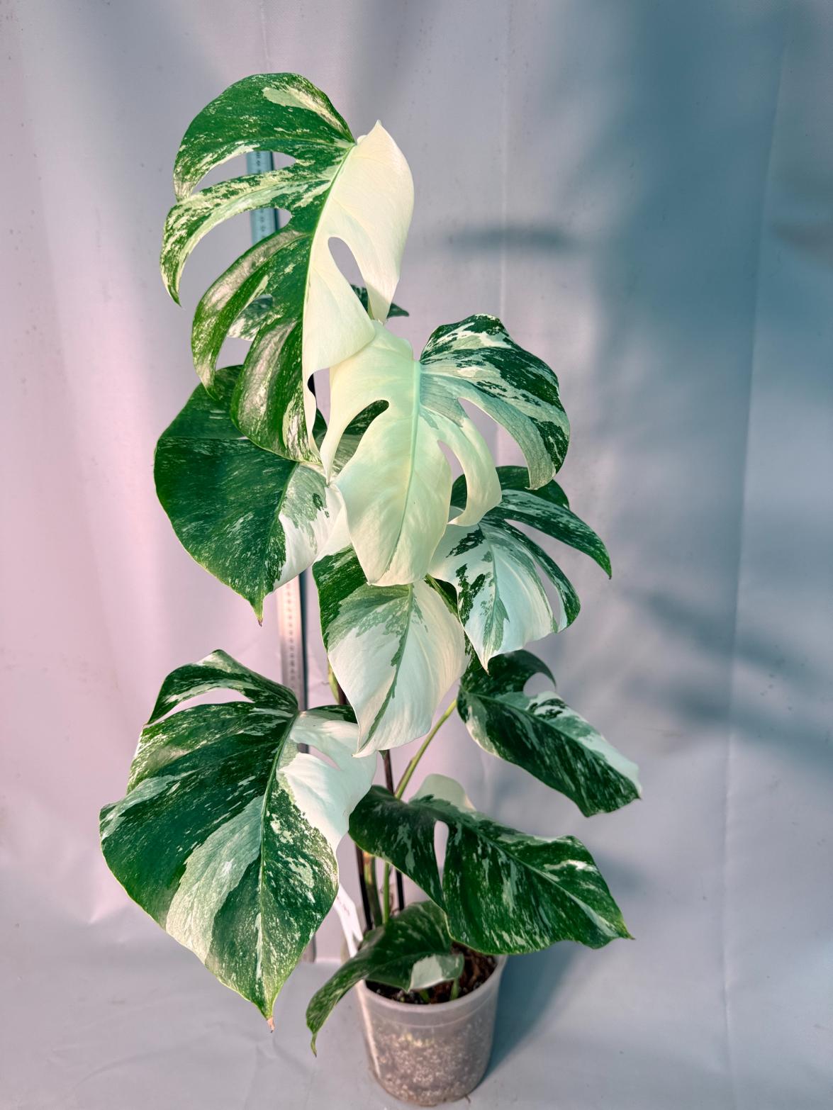 Monstera  Albo Variegata 1