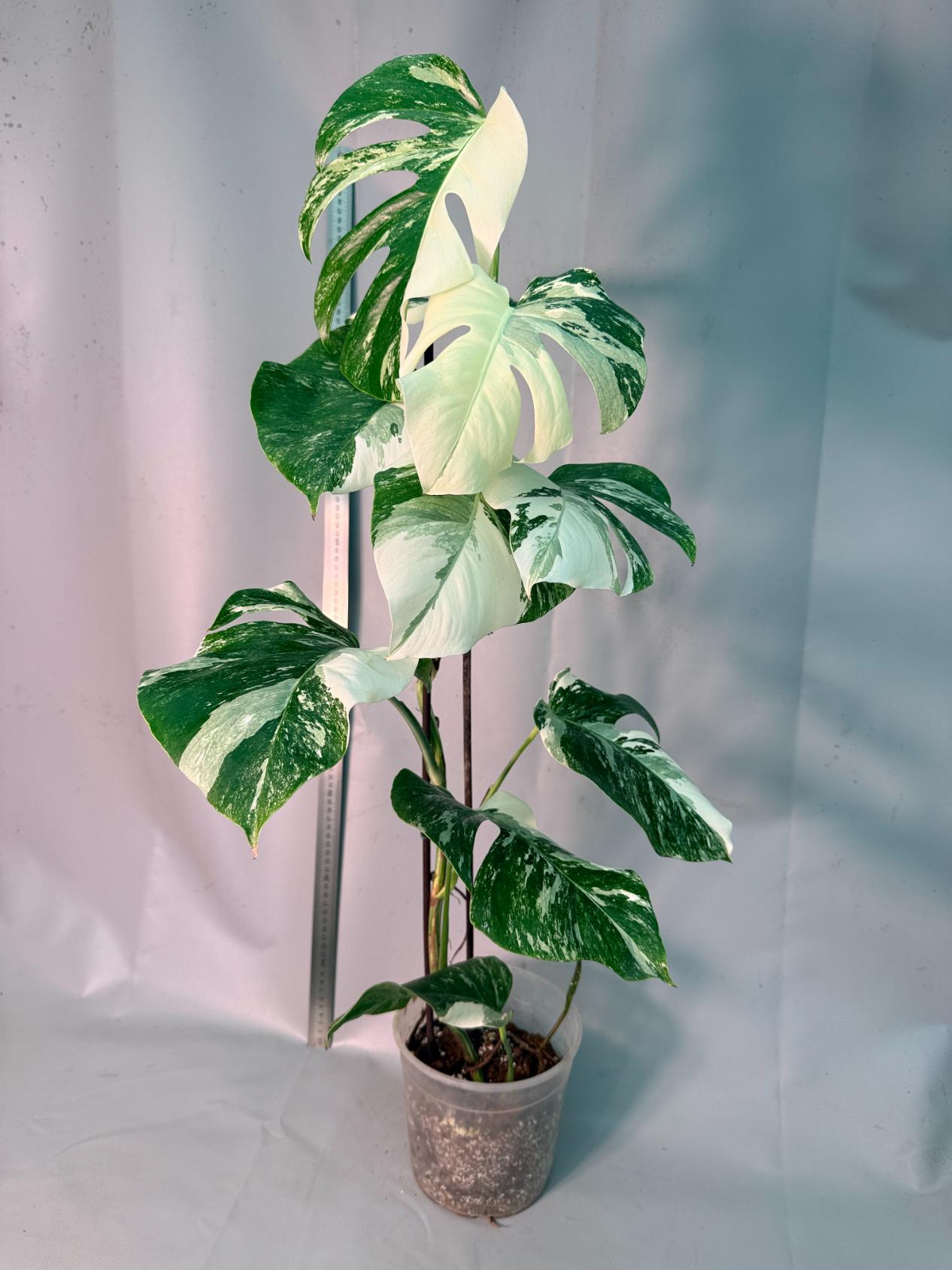 Monstera  Albo Variegata 10