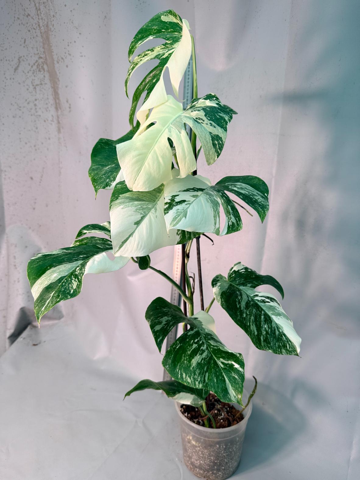 Monstera  Albo Variegata 11