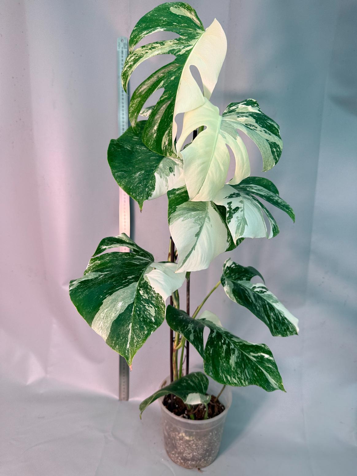 Monstera  Albo Variegata 12
