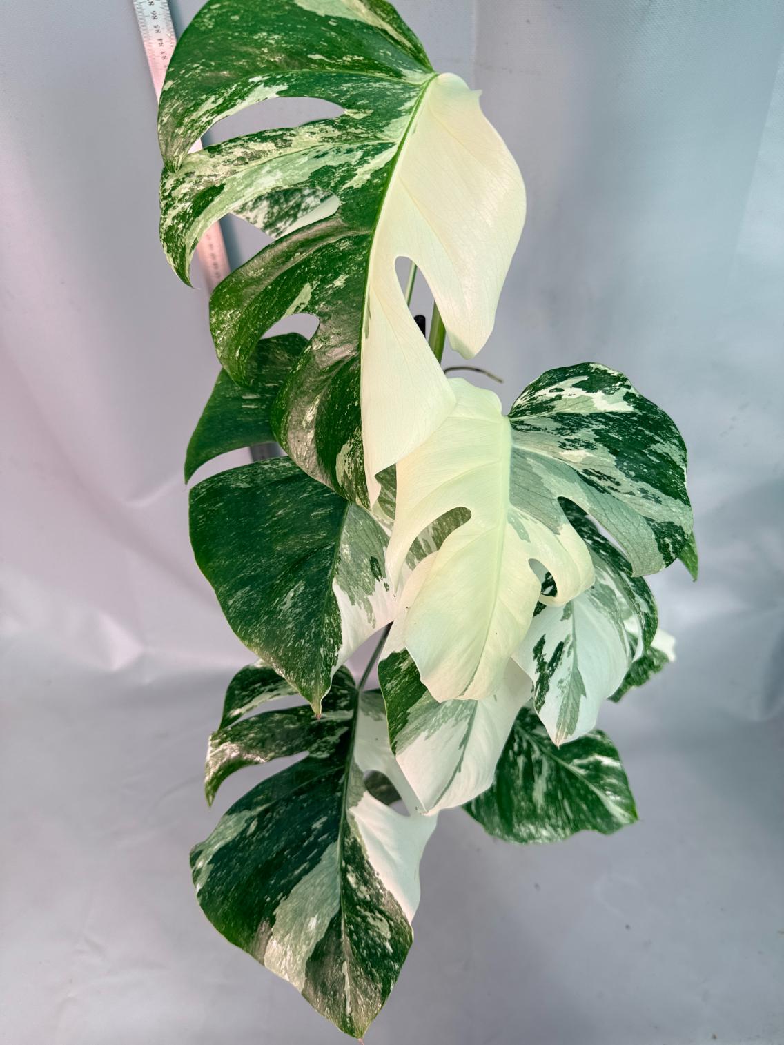 Monstera  Albo Variegata 13