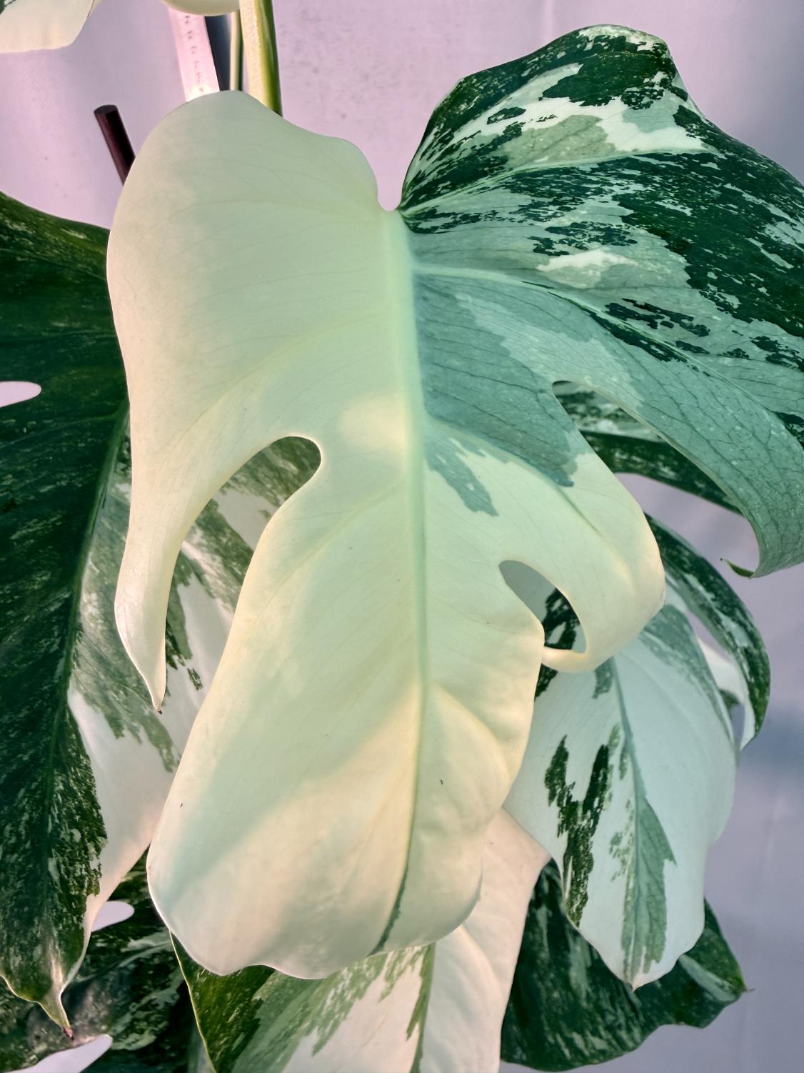 Monstera  Albo Variegata 4