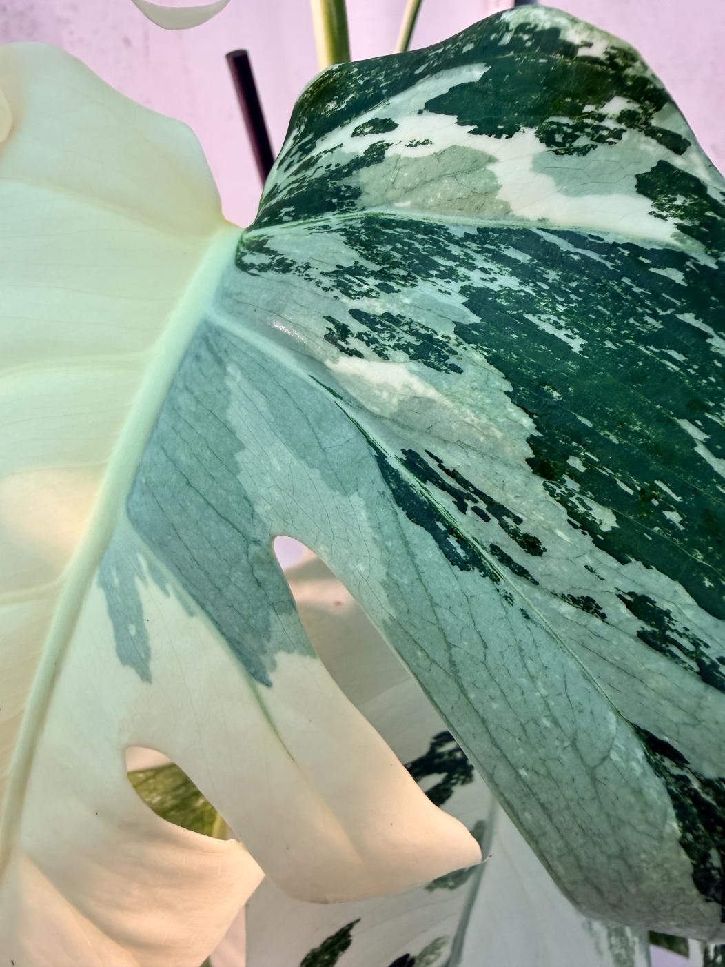 Monstera  Albo Variegata 5