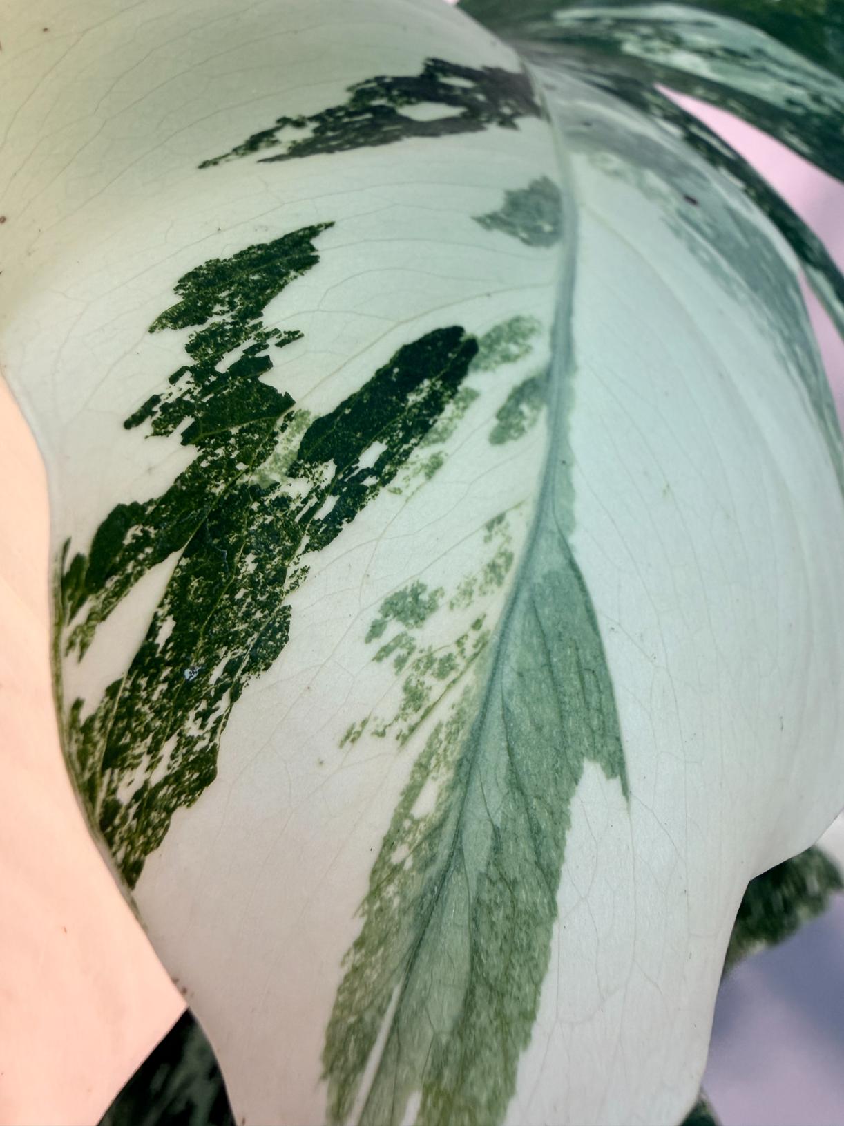 Monstera  Albo Variegata 2