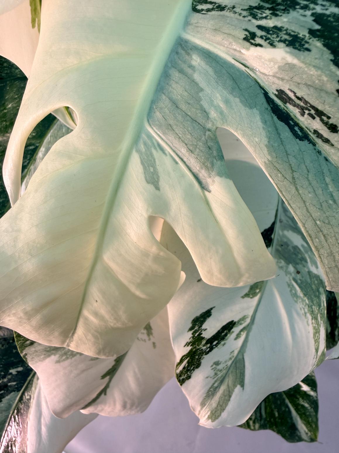Monstera  Albo Variegata 6