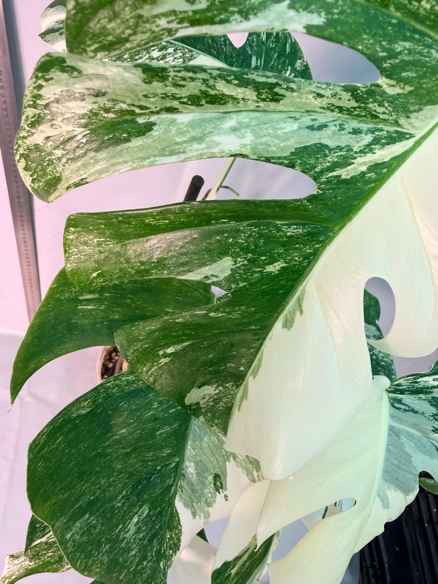 Monstera  Albo Variegata 7