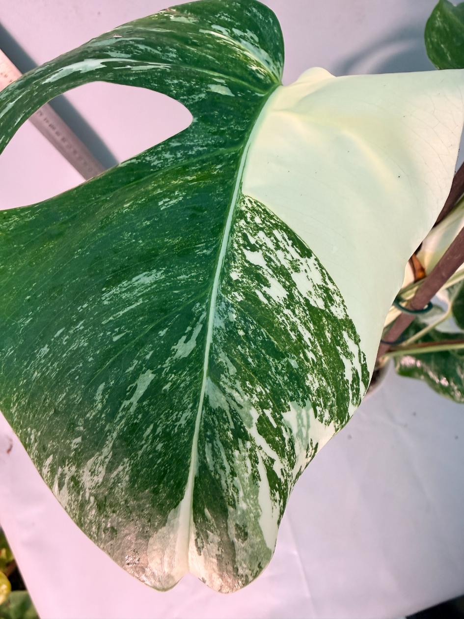 Monstera  Albo Variegata 8