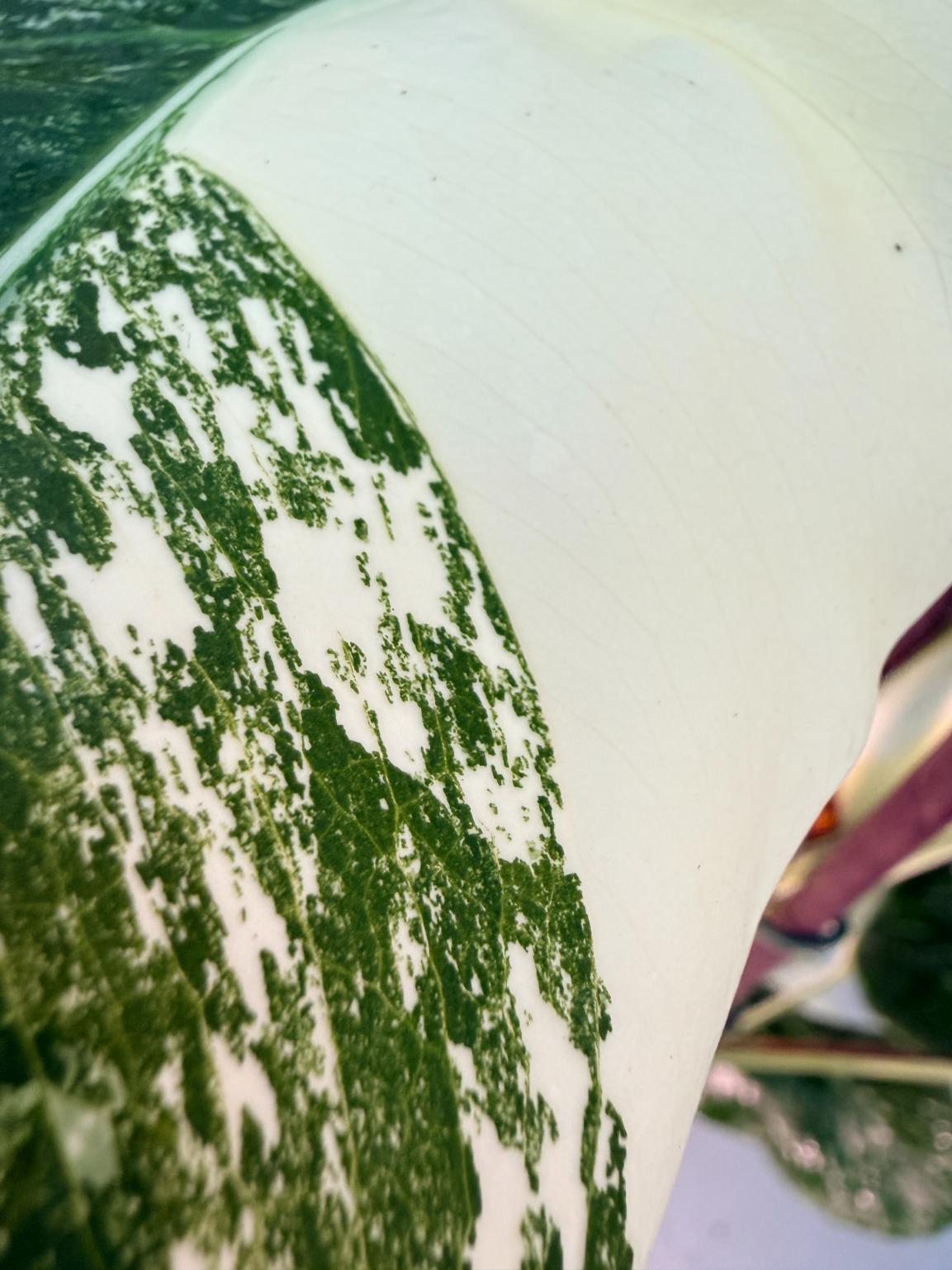 Monstera  Albo Variegata 3