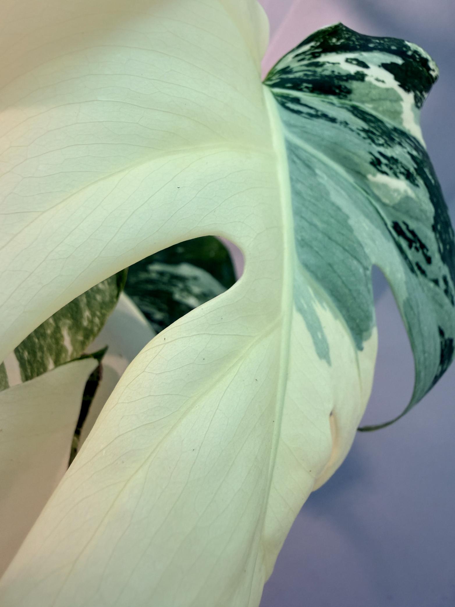 Monstera  Albo Variegata 9