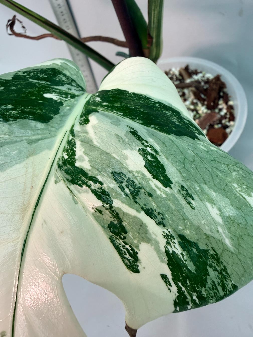 Monstera  Albo Variegata 2