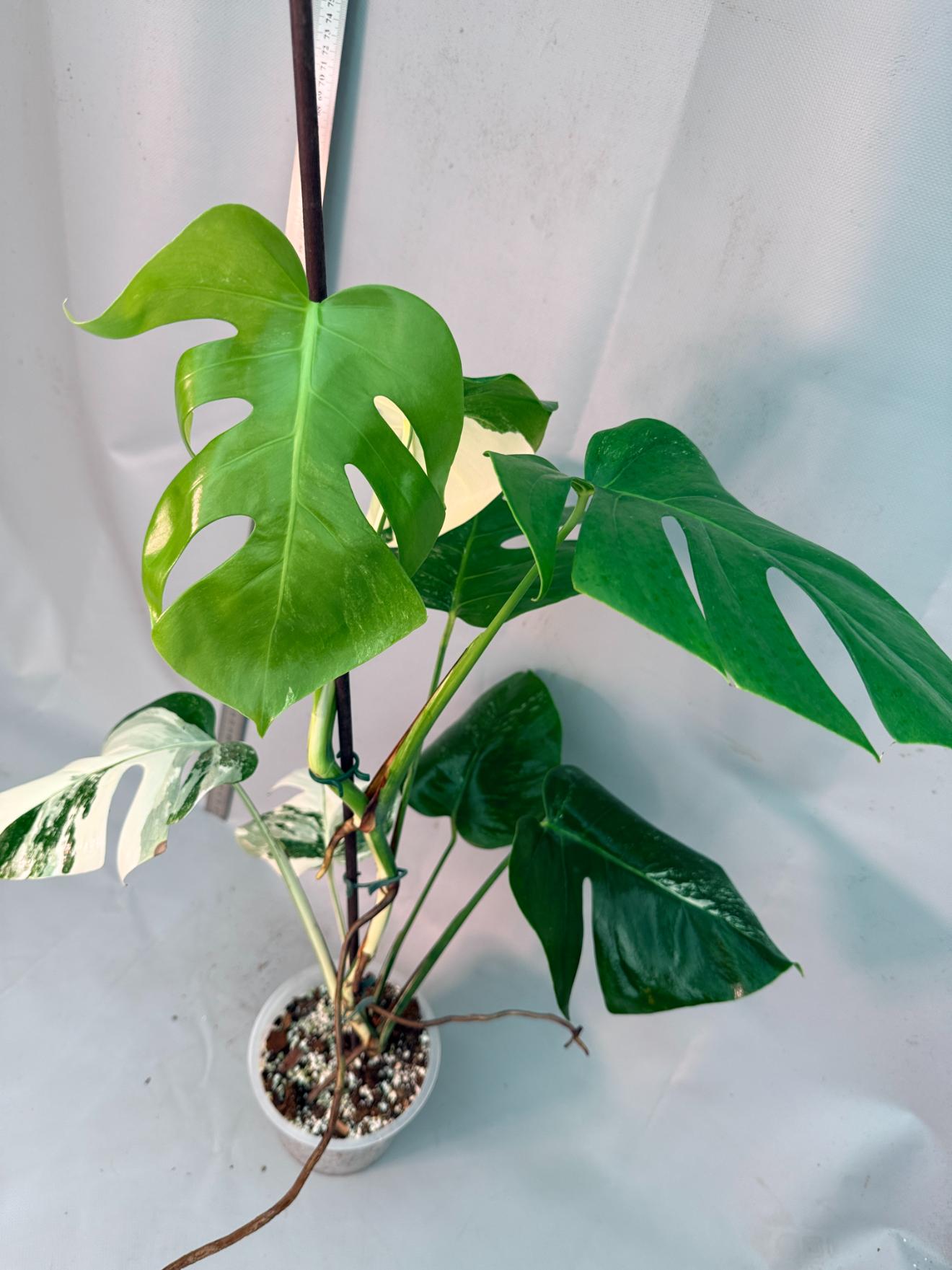 Monstera  Albo Variegata 6