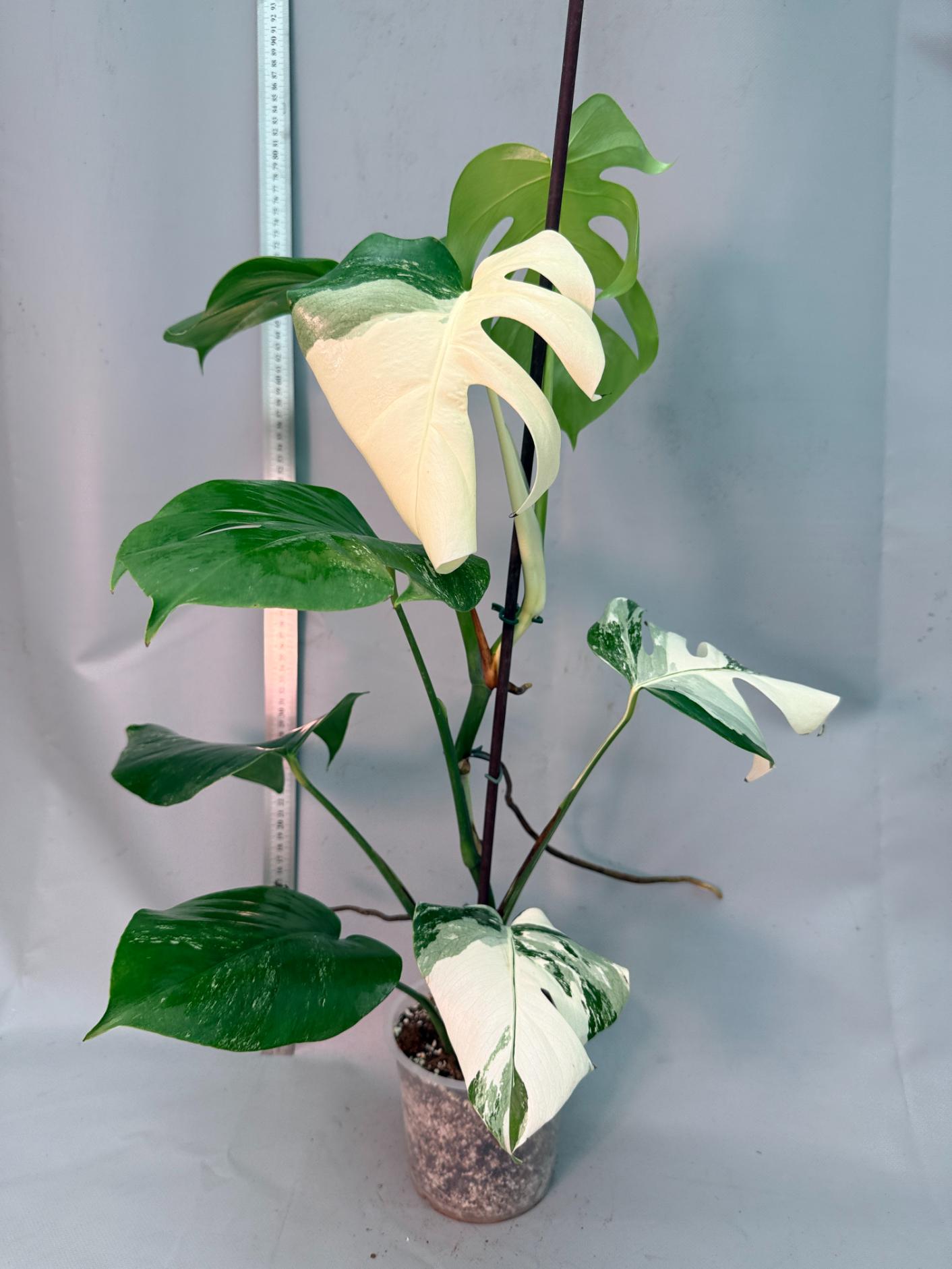 Monstera  Albo Variegata 1