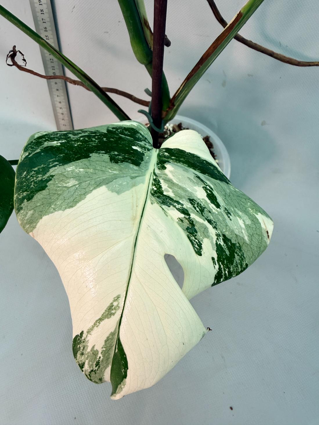 Monstera  Albo Variegata 8