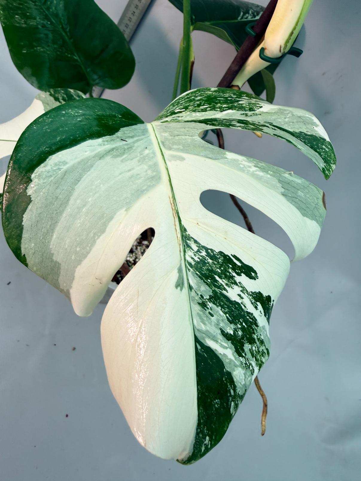 Monstera  Albo Variegata 3