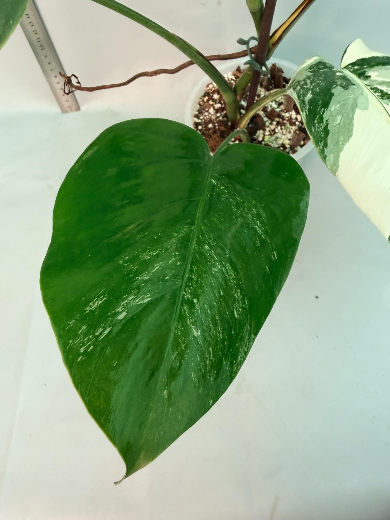 Monstera  Albo Variegata 4