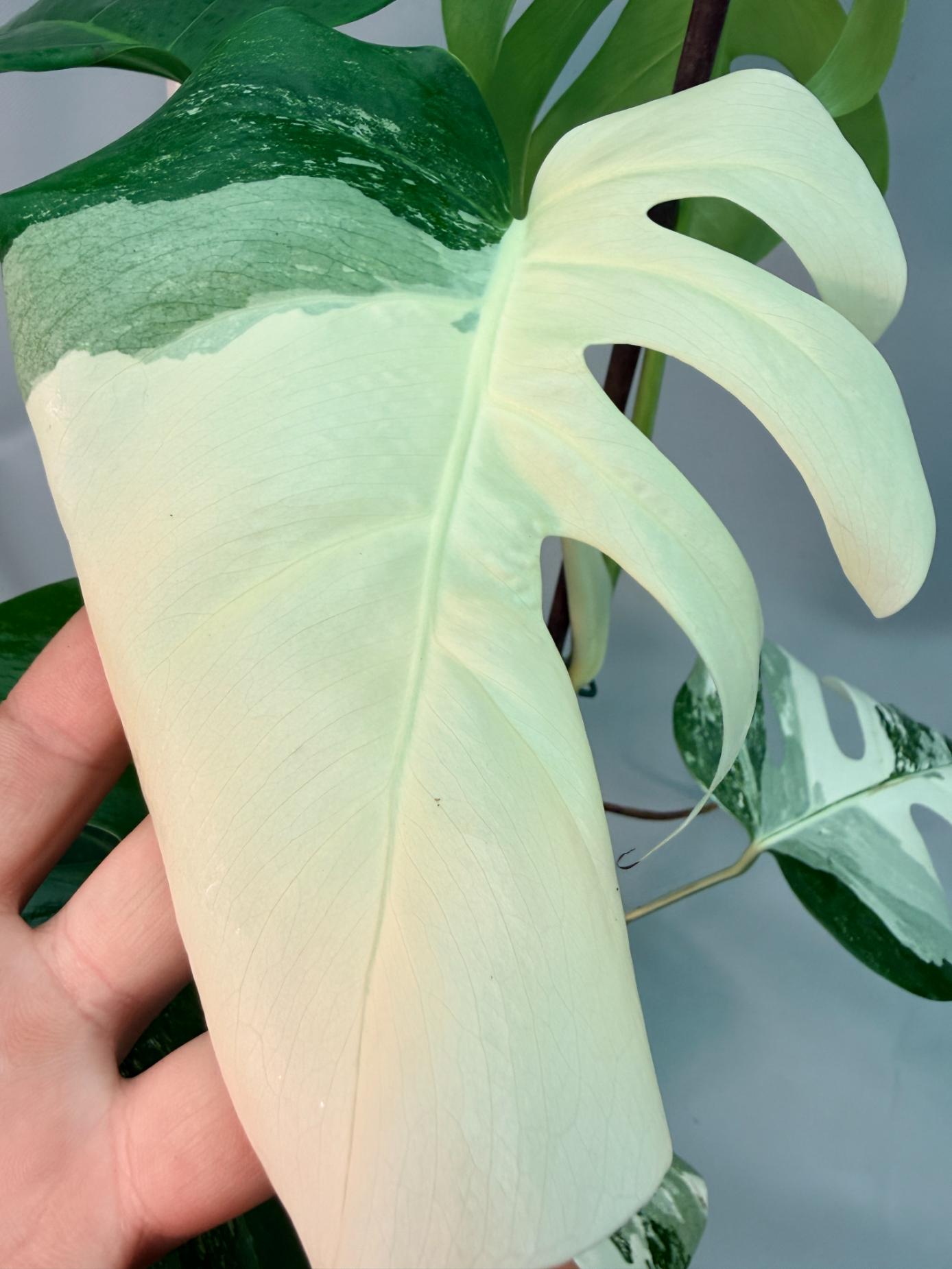 Monstera  Albo Variegata 5