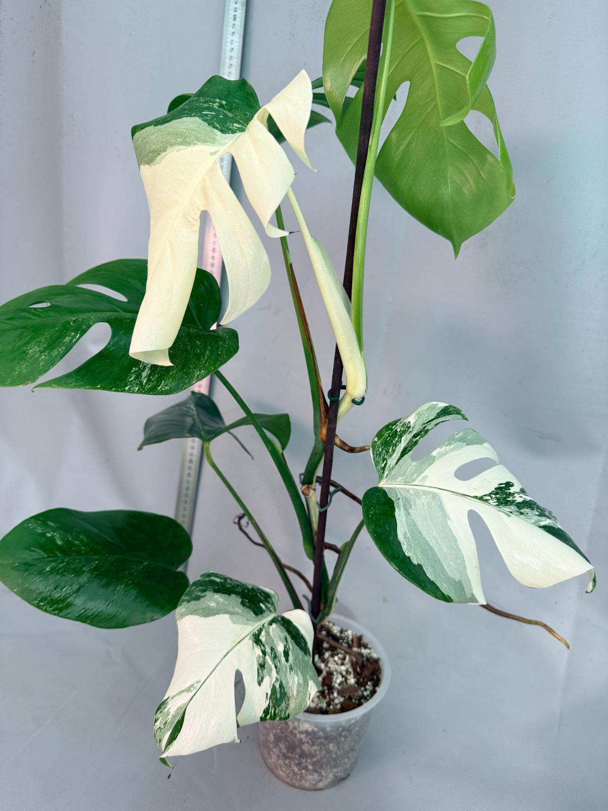 Monstera  Albo Variegata 7