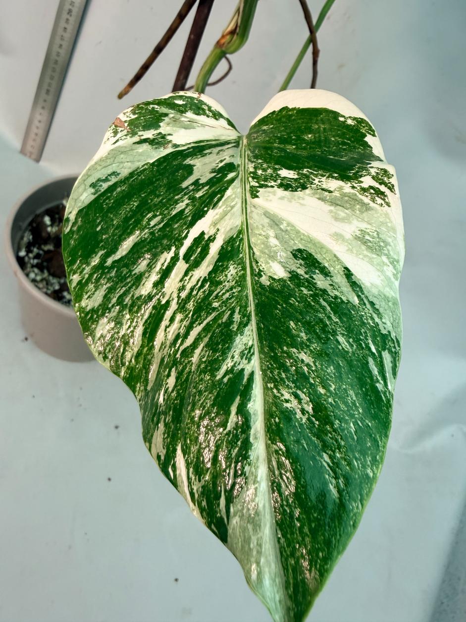 Monstera  Albo Variegata 5