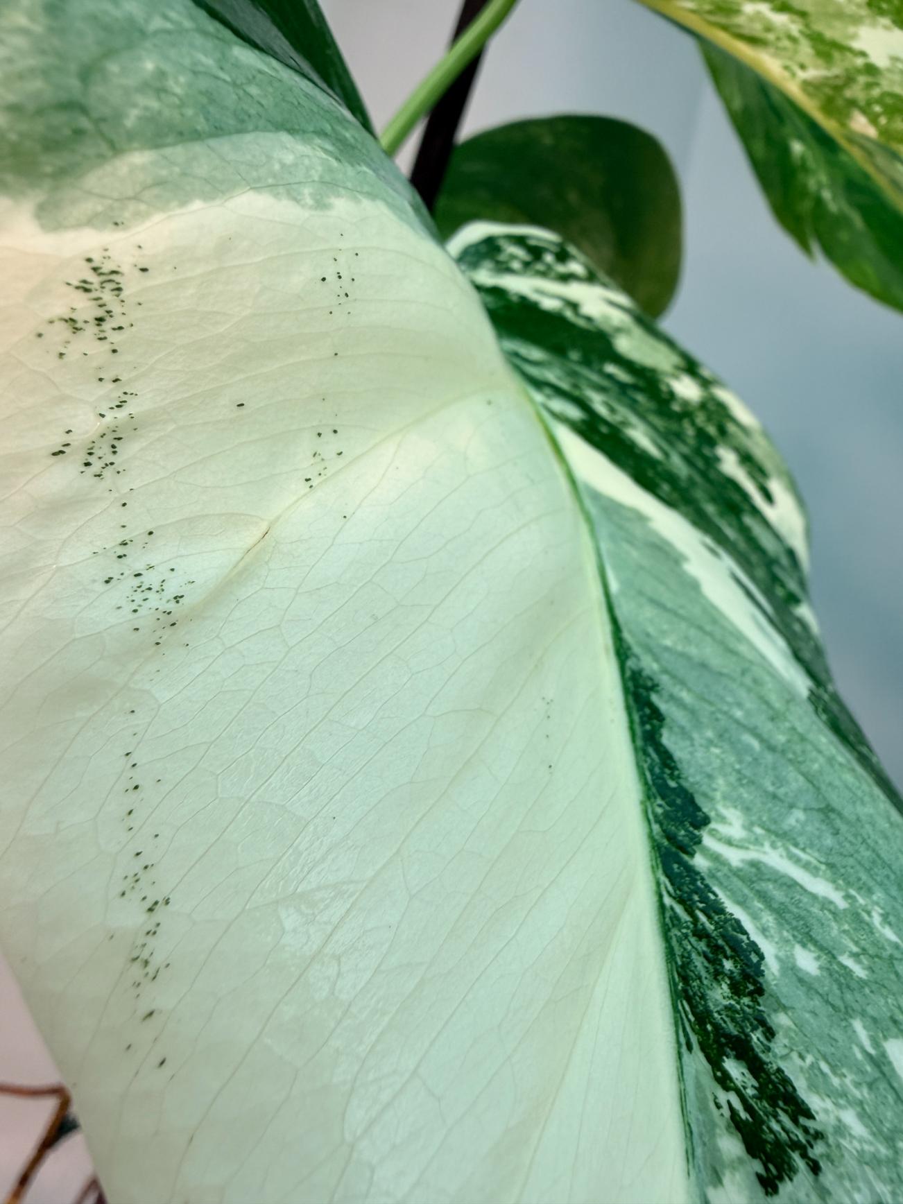 Monstera  Albo Variegata 4