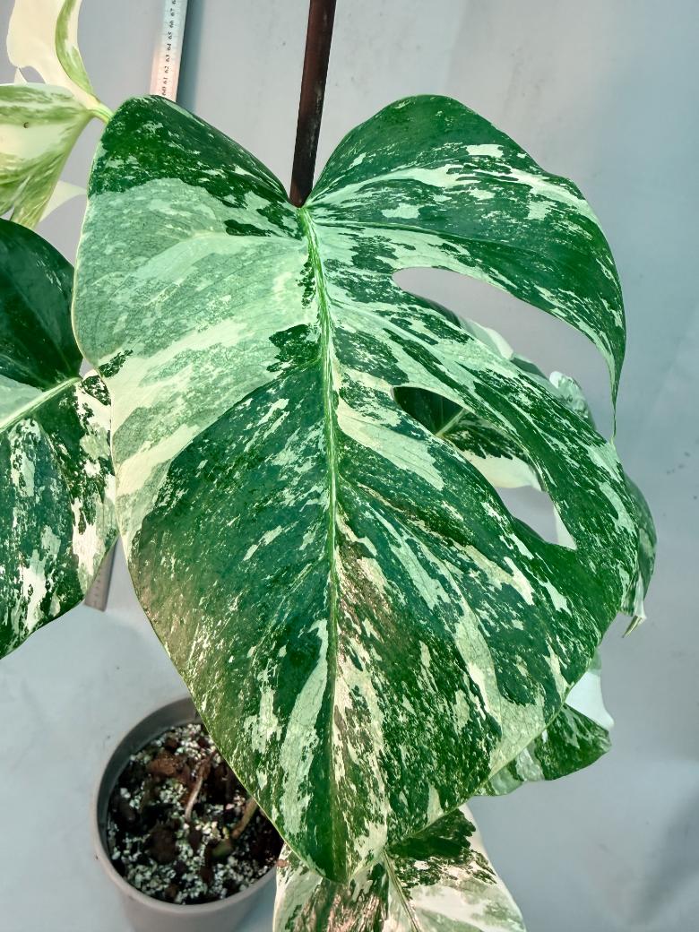 Monstera  Albo Variegata 12