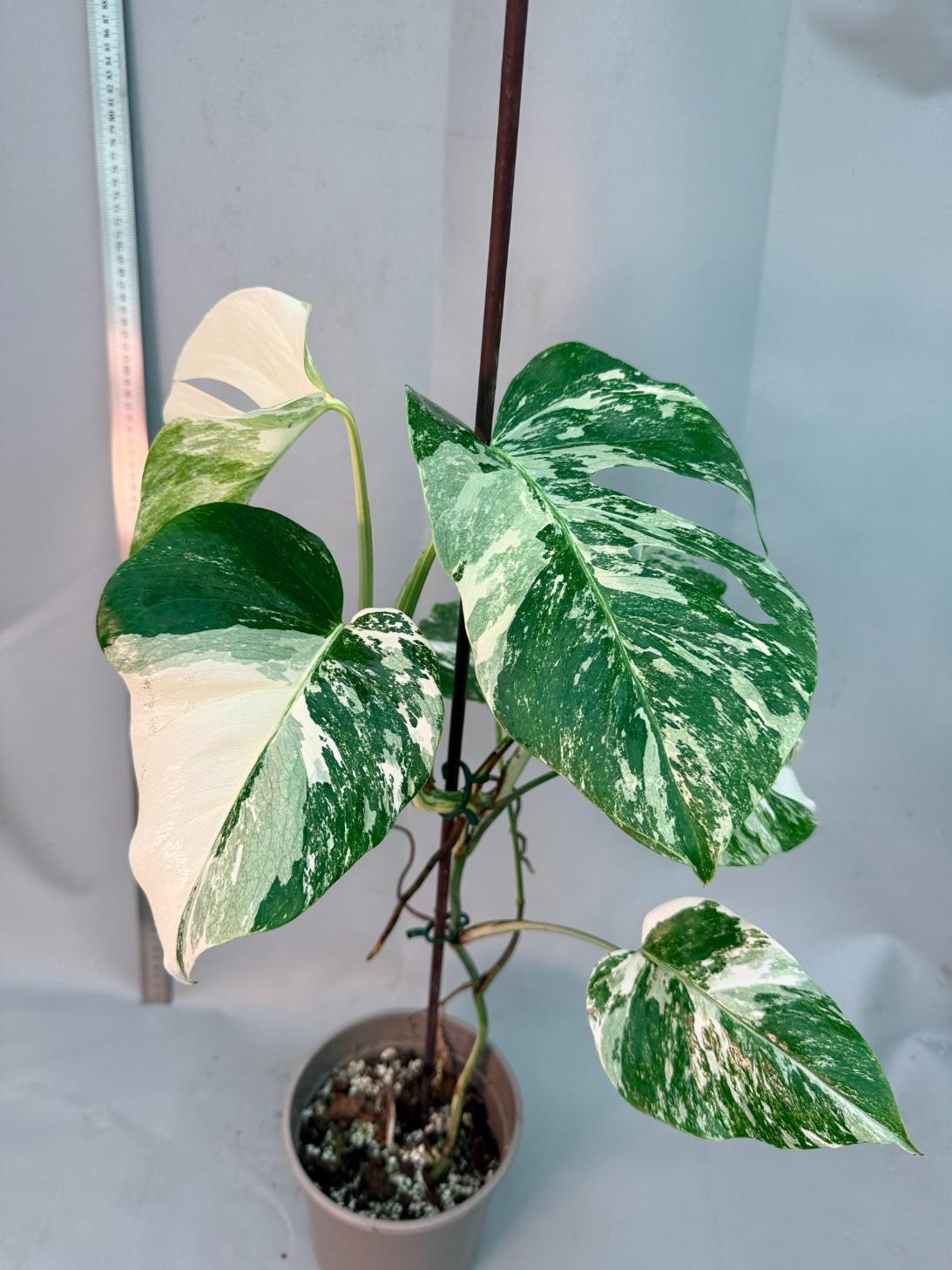 Monstera  Albo Variegata 13