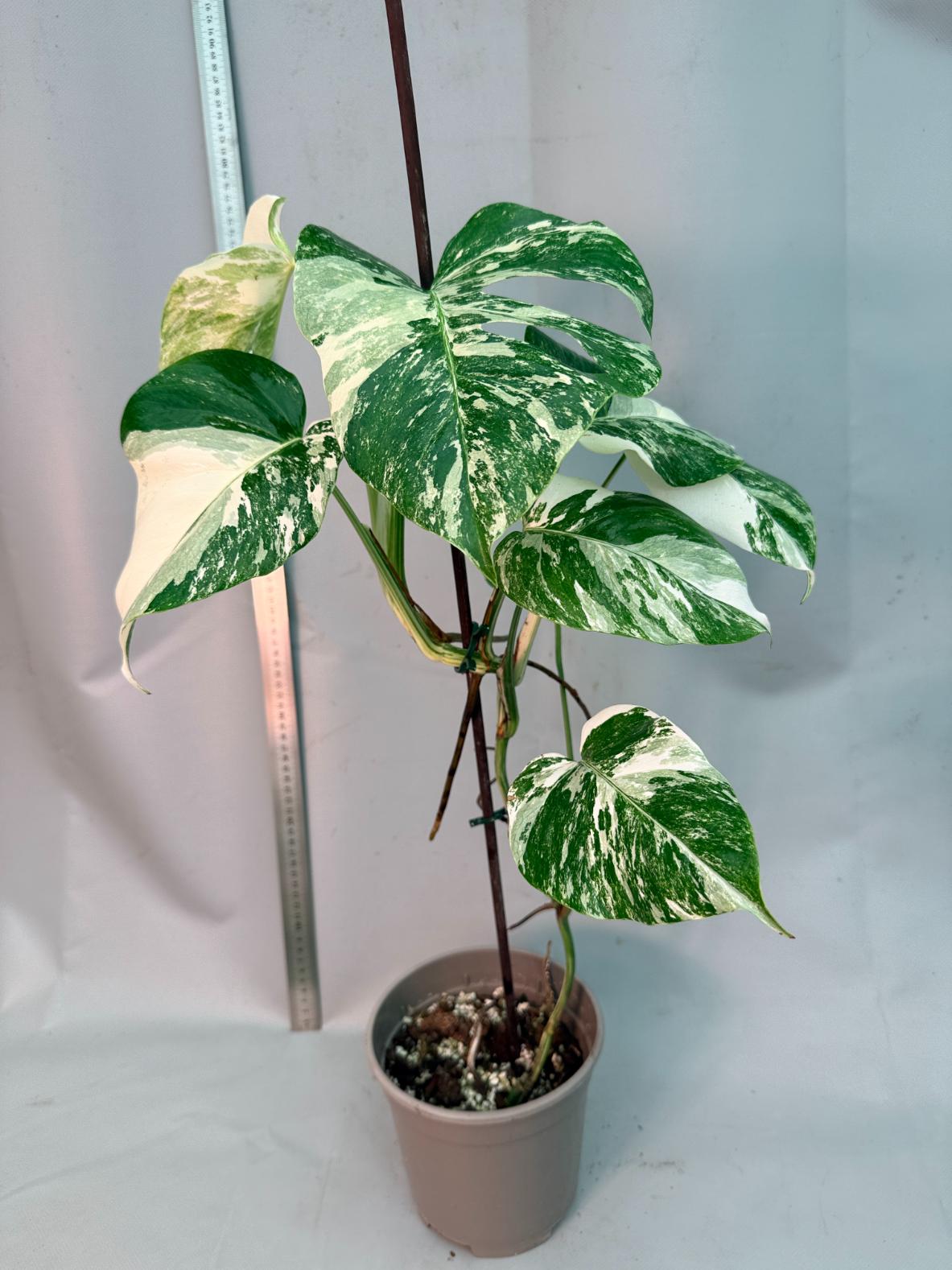 Monstera  Albo Variegata 14