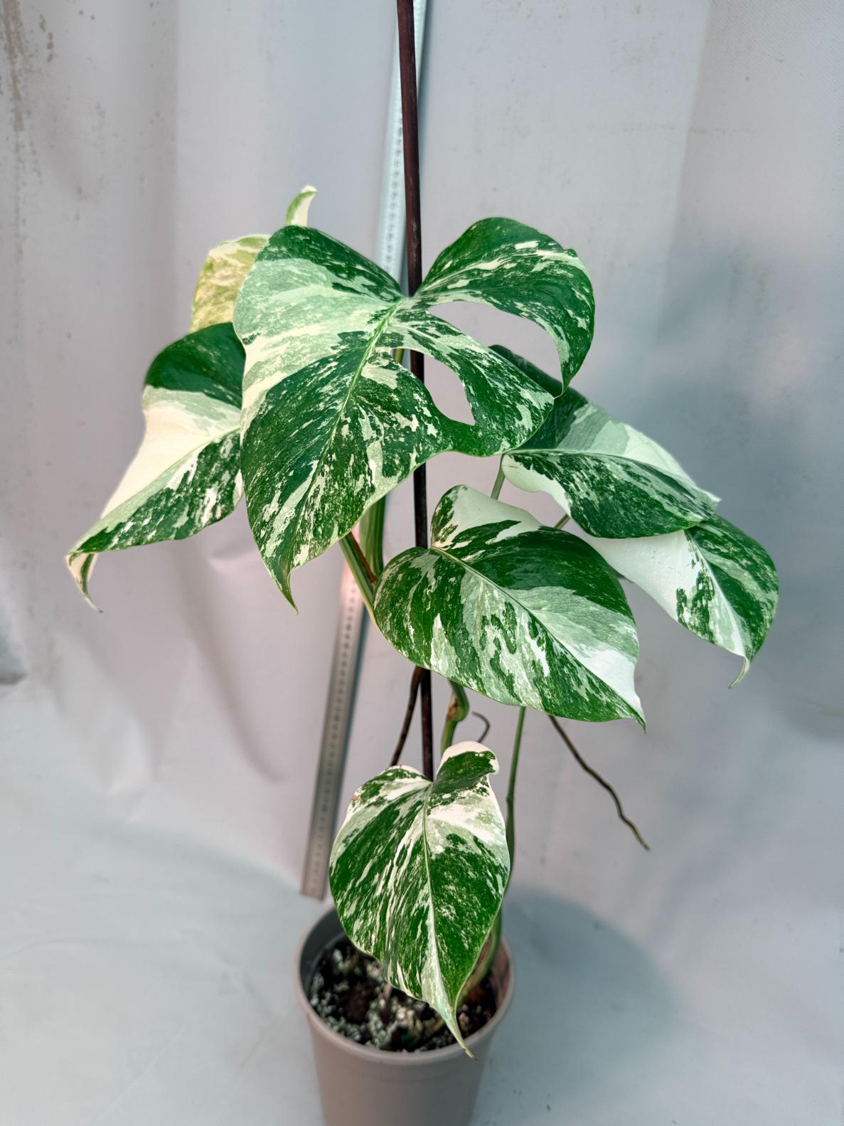 Monstera  Albo Variegata 1