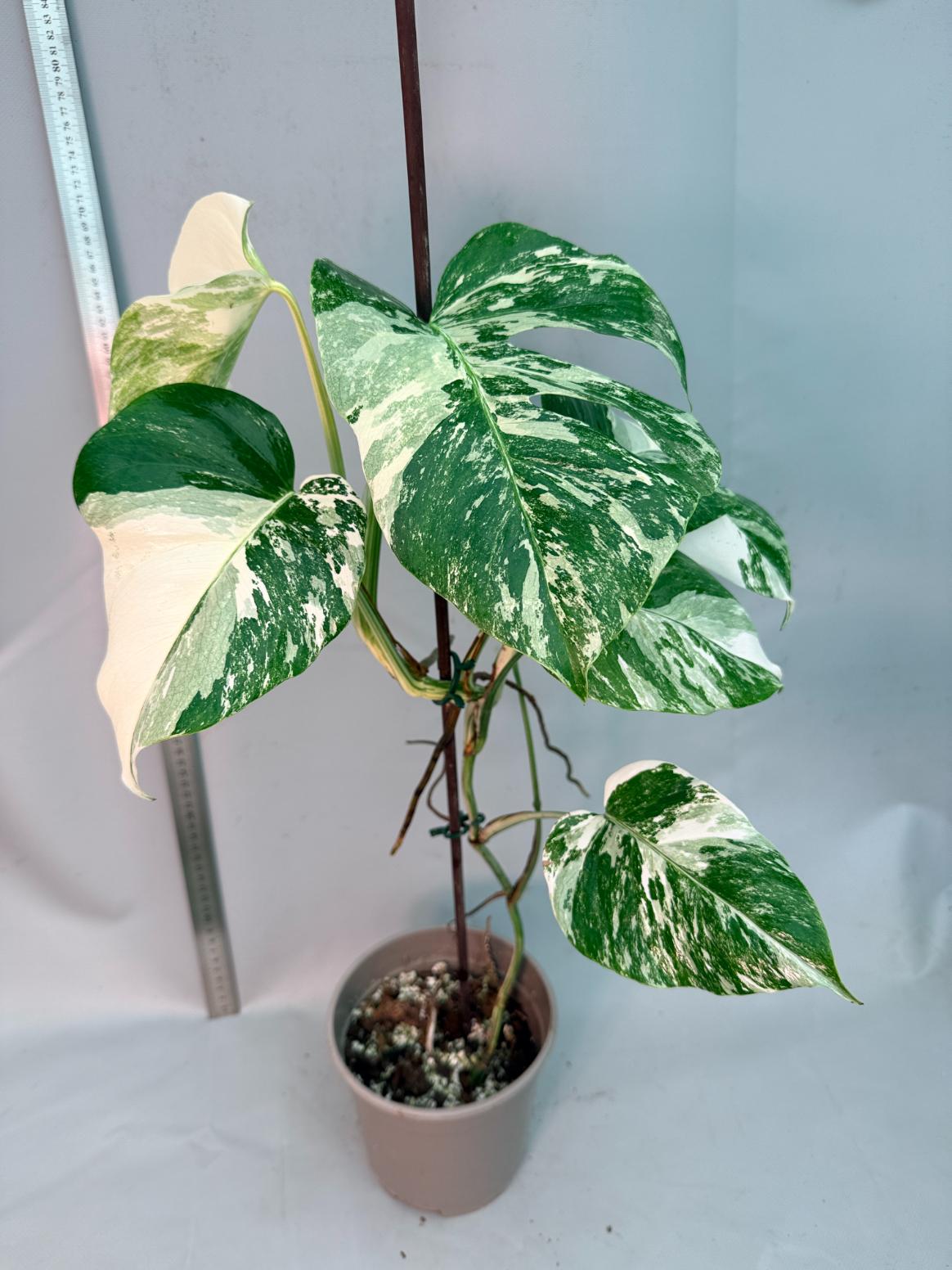 Monstera  Albo Variegata 15