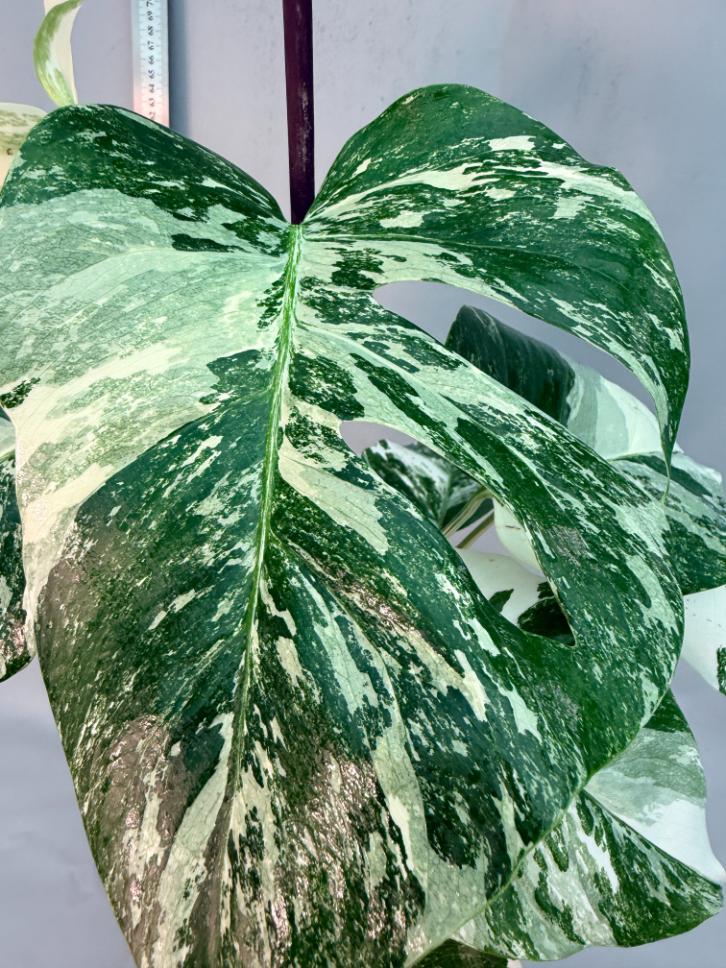 Monstera  Albo Variegata 16