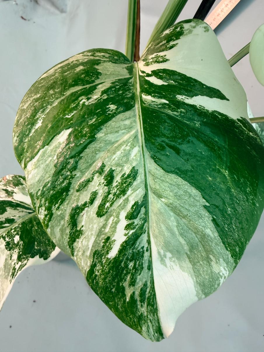 Monstera  Albo Variegata 6
