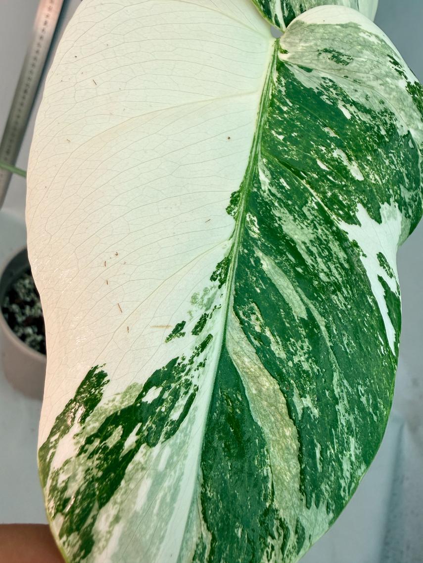 Monstera  Albo Variegata 3