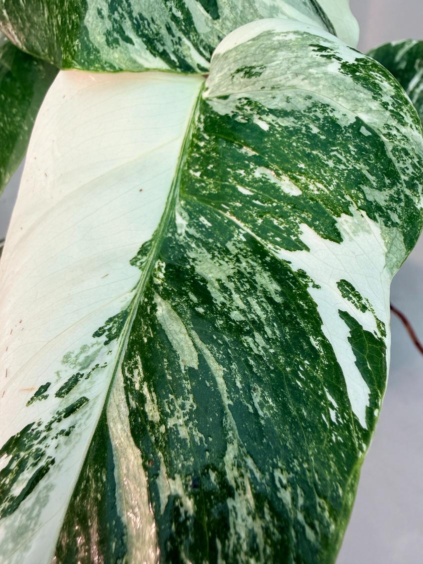Monstera  Albo Variegata 7