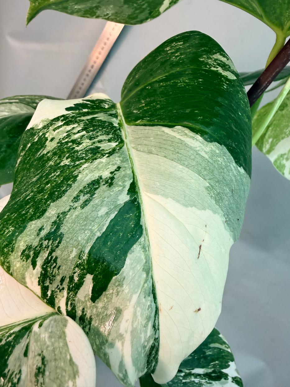 Monstera  Albo Variegata 9