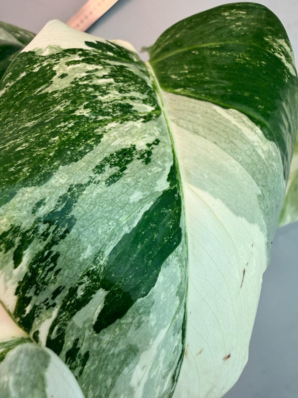 Monstera  Albo Variegata 8